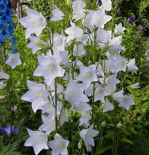 Кампанула персиколистная (СAMPANULA persicifolia L)