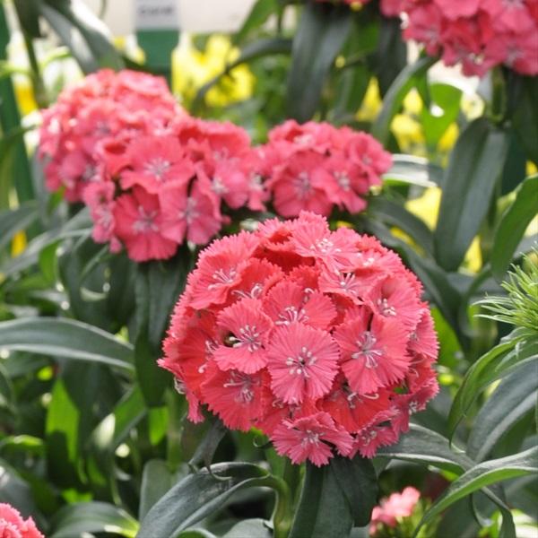 Диантус Свит Коралл (Dianthus barbatus sweet coral)