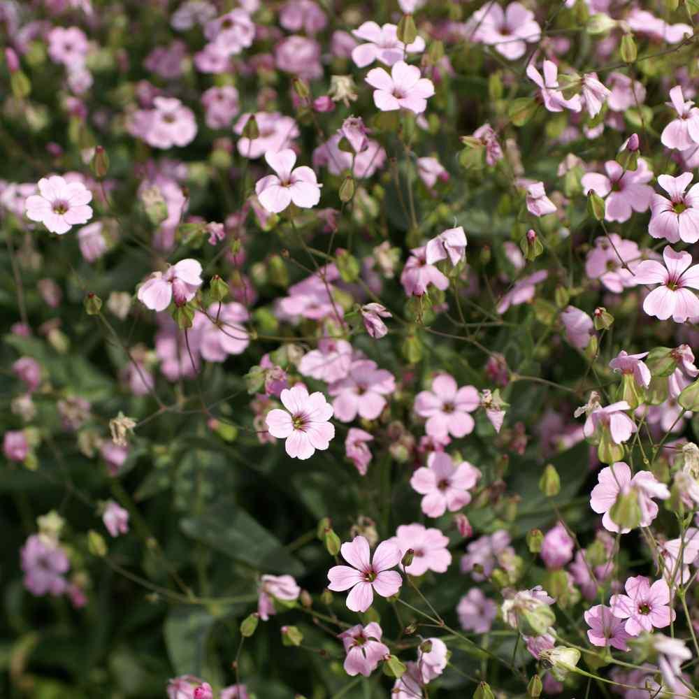 Gypsophila elegans rosea