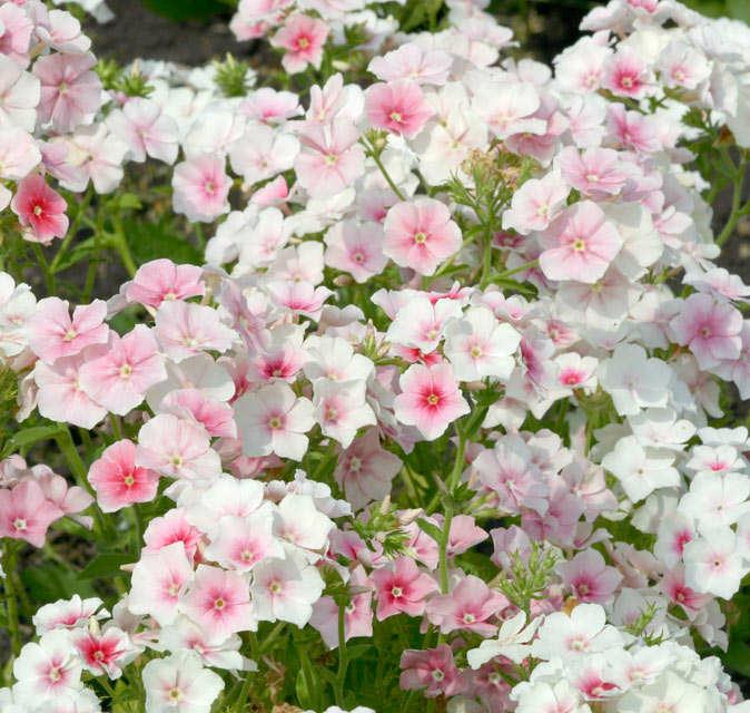 Флокс друммонди Блашинг Брайд (Phlox drummondii Blushing Bride)