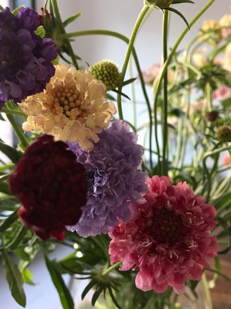 Scabiosa Mix