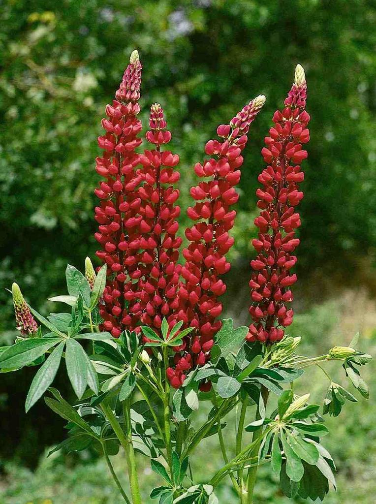 Люпин рассела зе пейджес