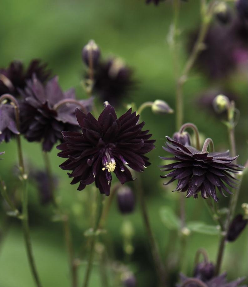Аквилегия Блэк Барлоу (aquilegia vulgaris black barlow)