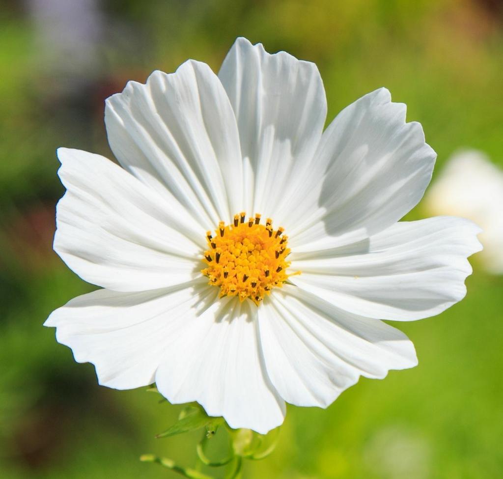 Космея Версаль Вайт (Cosmos bipinnatus versailles white)