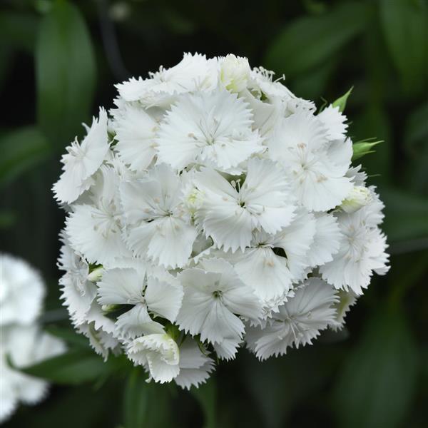 Dianthus barbatus white F1 (30 штук)