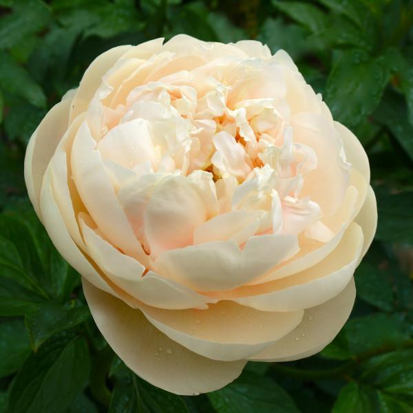 Пион  Pastelegance