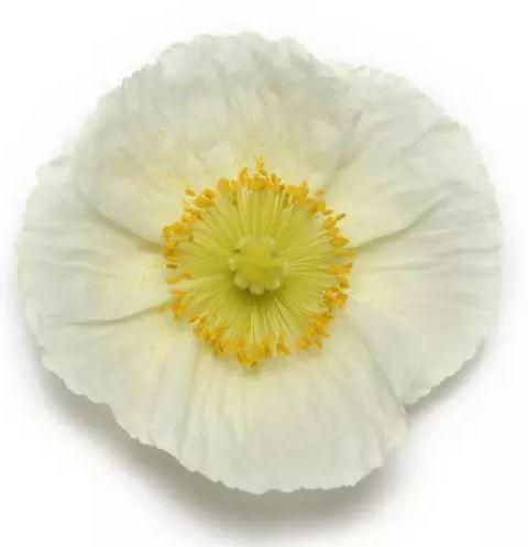 Мак исландский Вайт (Papaver nudicaule champagne bubbles white)