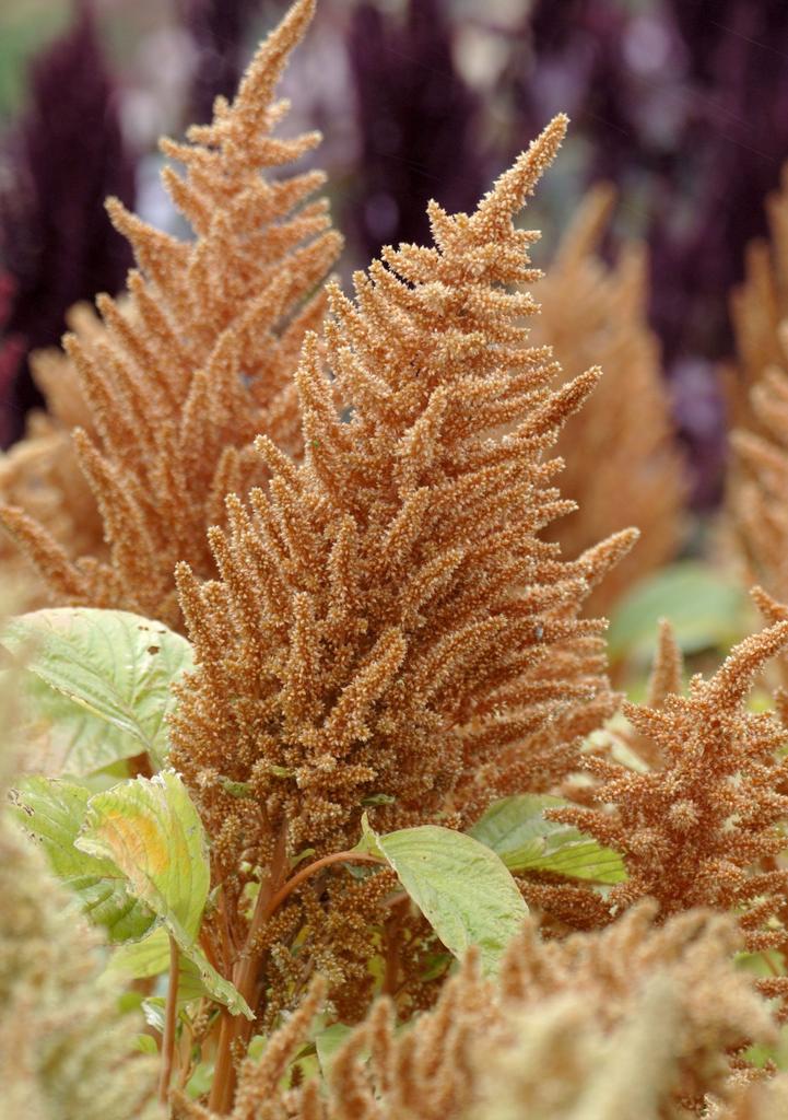 Амарант Хот Бискитс (Amaranthus cruentus hot biscuits)
