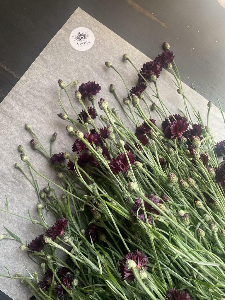 Василек Блэк Бой (Centaurea cyanus black boy)