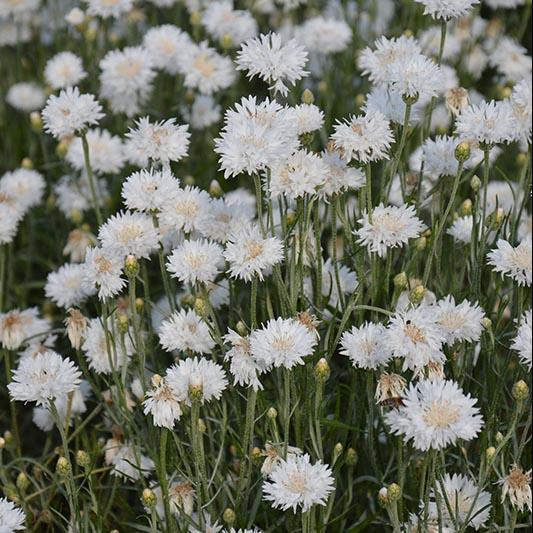Василек Вайт Бол (Centaurea cyanus ball white)