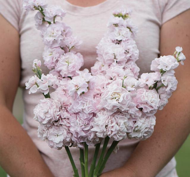 Маттиола Чери Блоссом (Matthiola incana early iron cherry blossom )