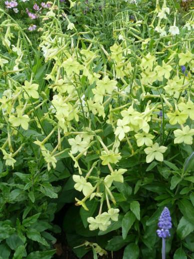 Nicotiana alata lime green