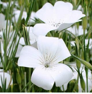 Agrostemma githago Bianca