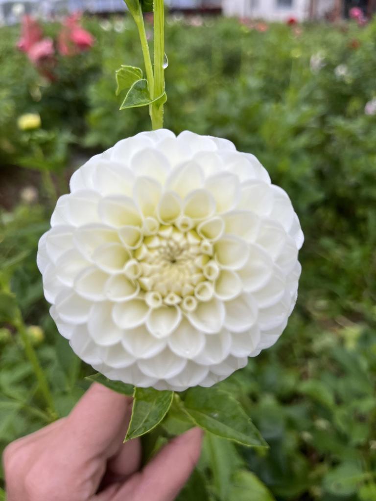 Георгина Orset Beauty