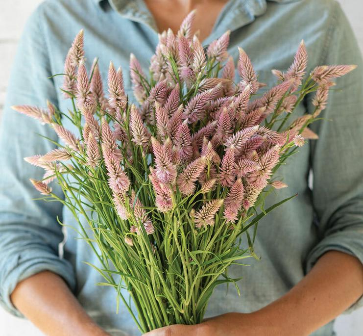 Целозия Фламинго Фивер