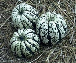 МИНИ ТЫКВА ХАРТ ОФ ГОЛД F1