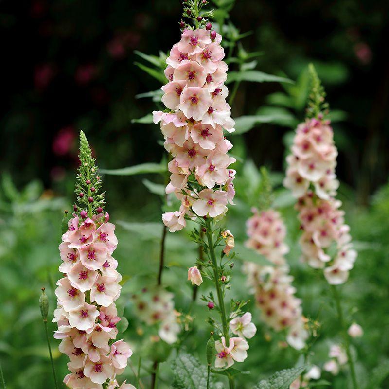 ВЕРБАСКУМ ГИБРИДНЫЙ САУФЕРН ЧАРМ