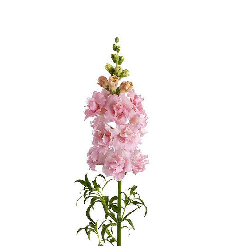 Antirrhinum majus f1 snapstar pink