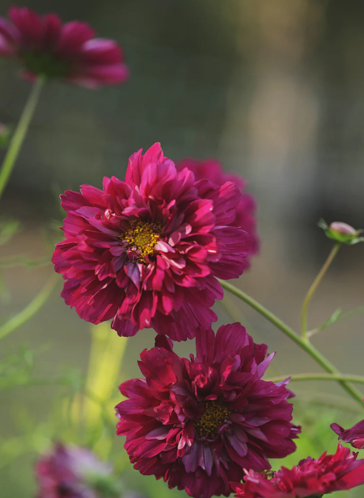Cosmos bipinnatus double click cranberries