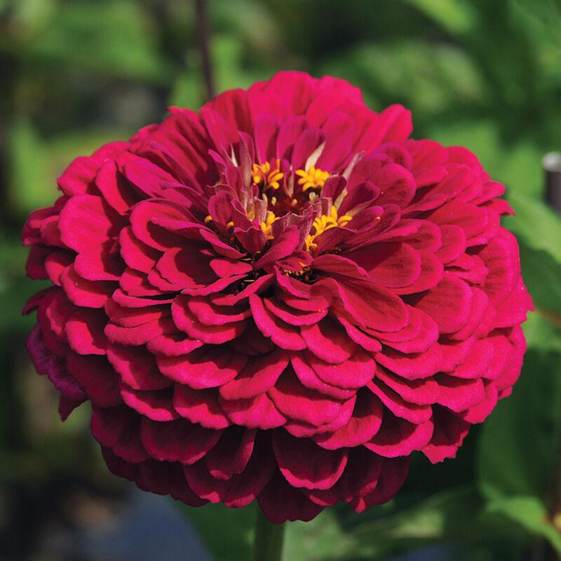 Zinnia elegans benary giant wine