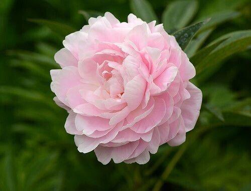 Пион MRS Franklin D.Roosevelt