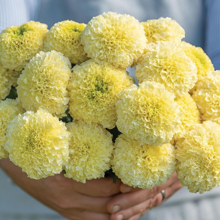 Бархатцы срезочные Вайт Свон (30 штук)