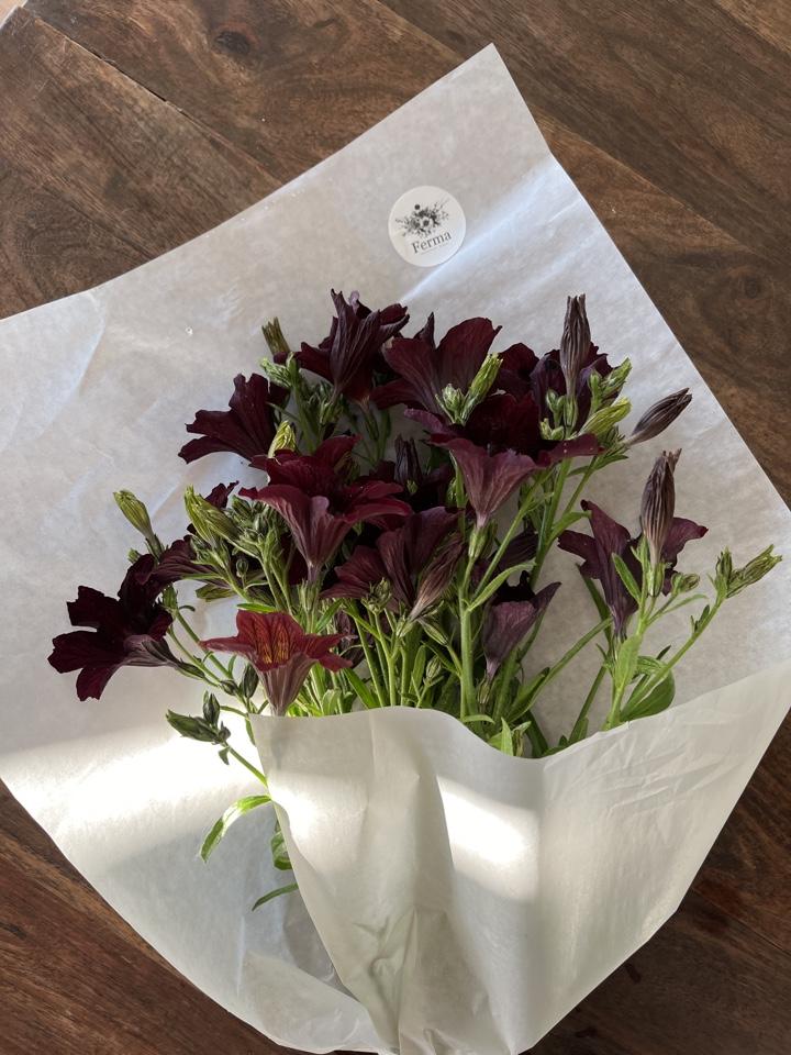 Сальпиглосис Роял Шоколад