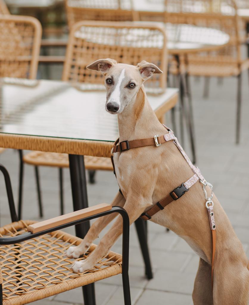 Шлейка ВЕРЕСК