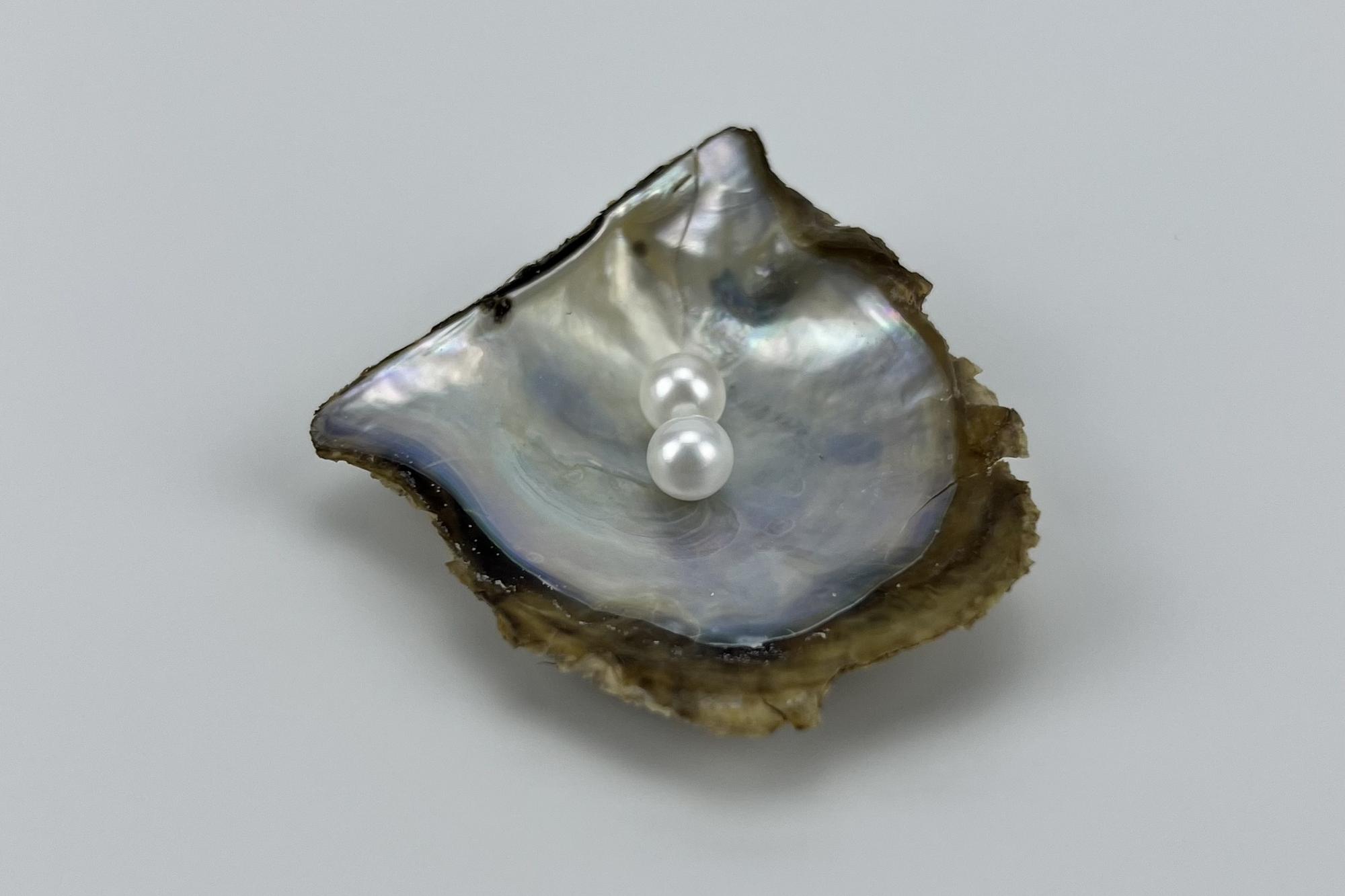 Жемчужница PEARL