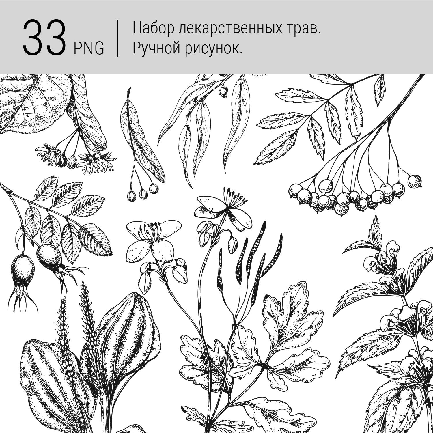 Набор лекарственных трав. PNG файлы