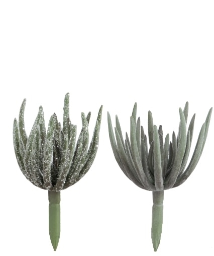 Эчеверия в инее большая в ассортименте