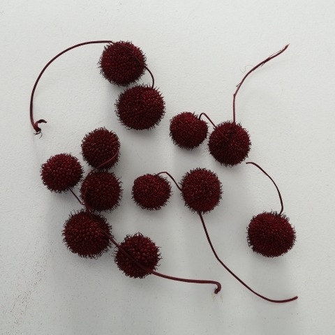 Набор декоративных сухоцветов