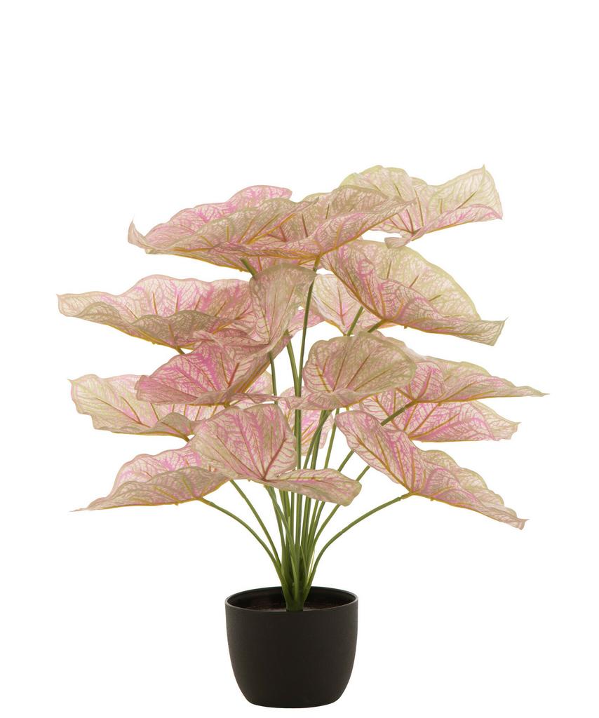 Каладиум Светло-Розовый в горшке