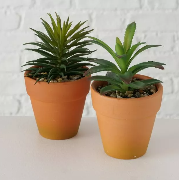 Суккулент в кашпо в ассортименте