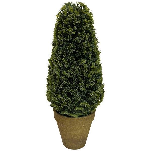 Туя в кашпо