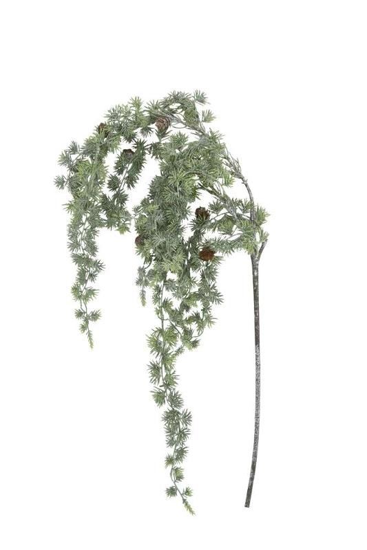 Ветка кедра