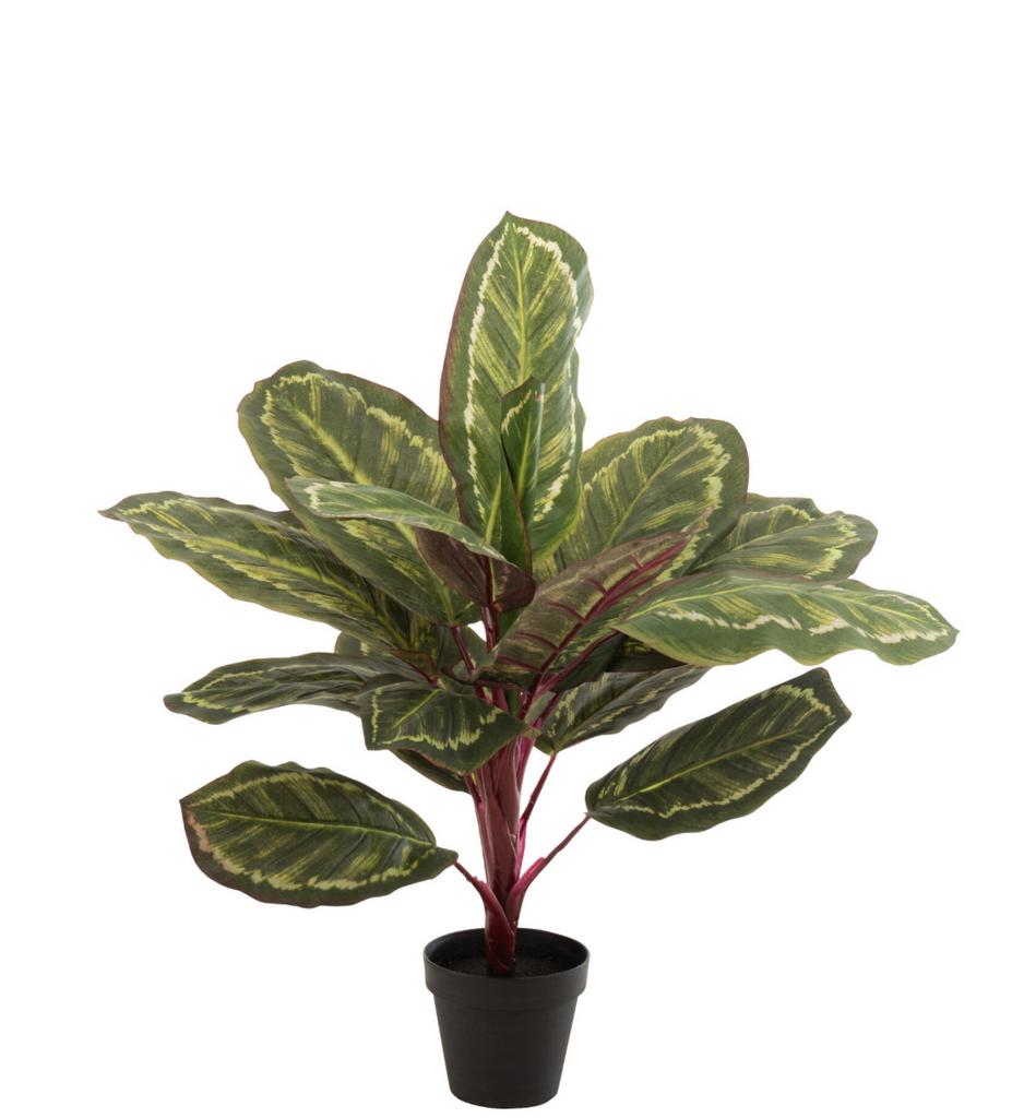 Искуственное растение "Павлина" в кашпо