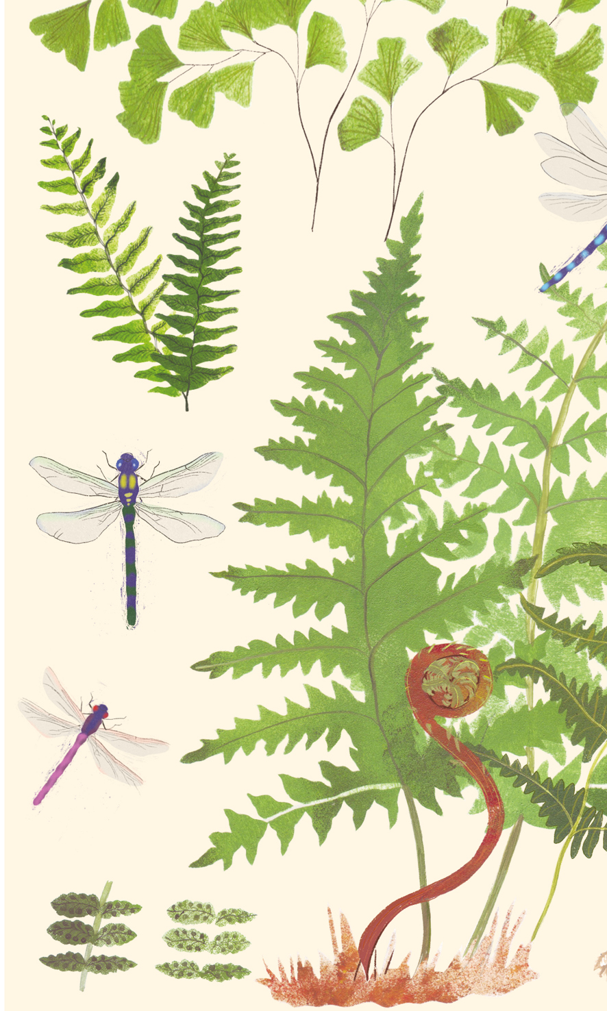 Постер "Стрекозы и папоротники"