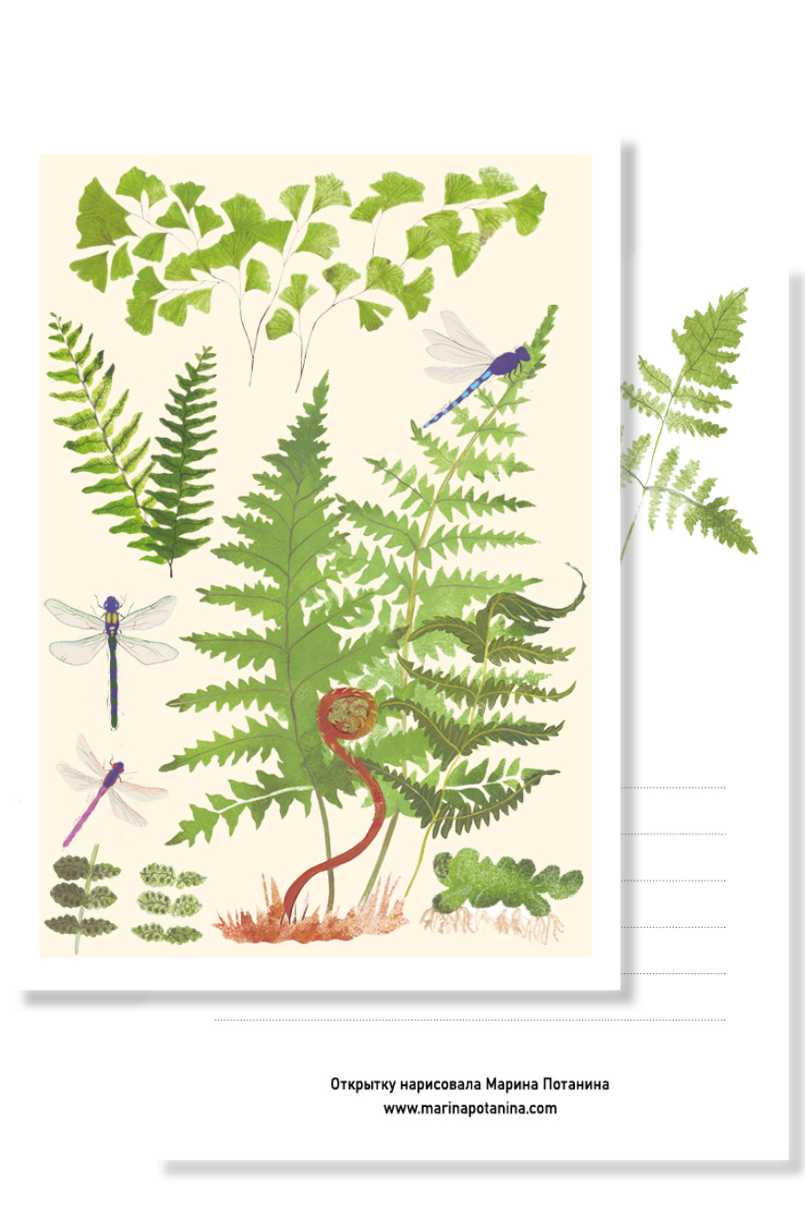 Открытка с папоротником, открытка с ботанической иллюстрацией