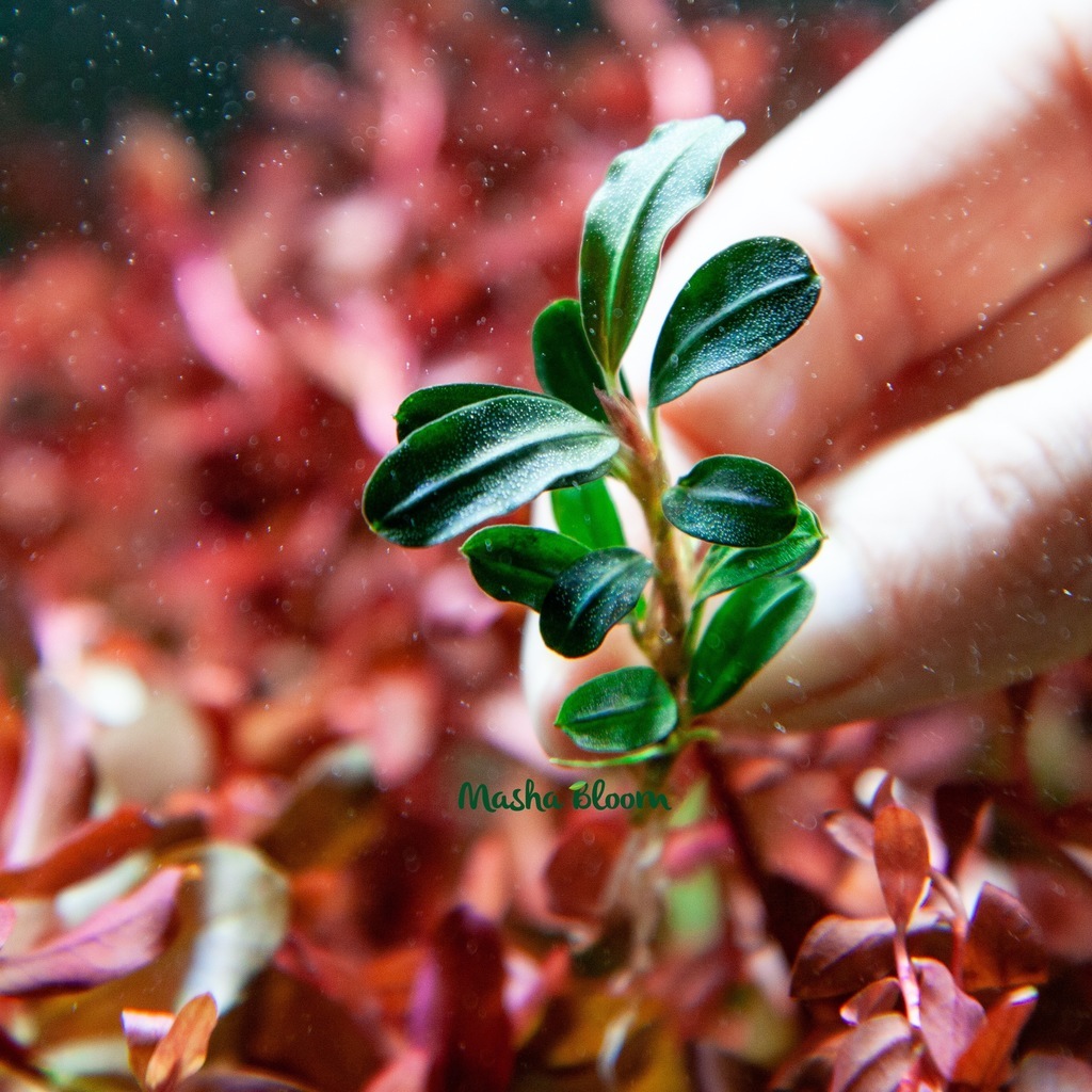 БУЦЕФАЛАНДРА БРАУНИ ФЕНИКС (Bucephalandra sp. Brownie Phoenix) на лаве