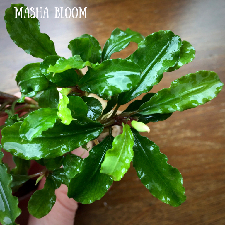 БУЦЕФАЛАНДРА ЗЕЛЕНАЯ ВОЛНА