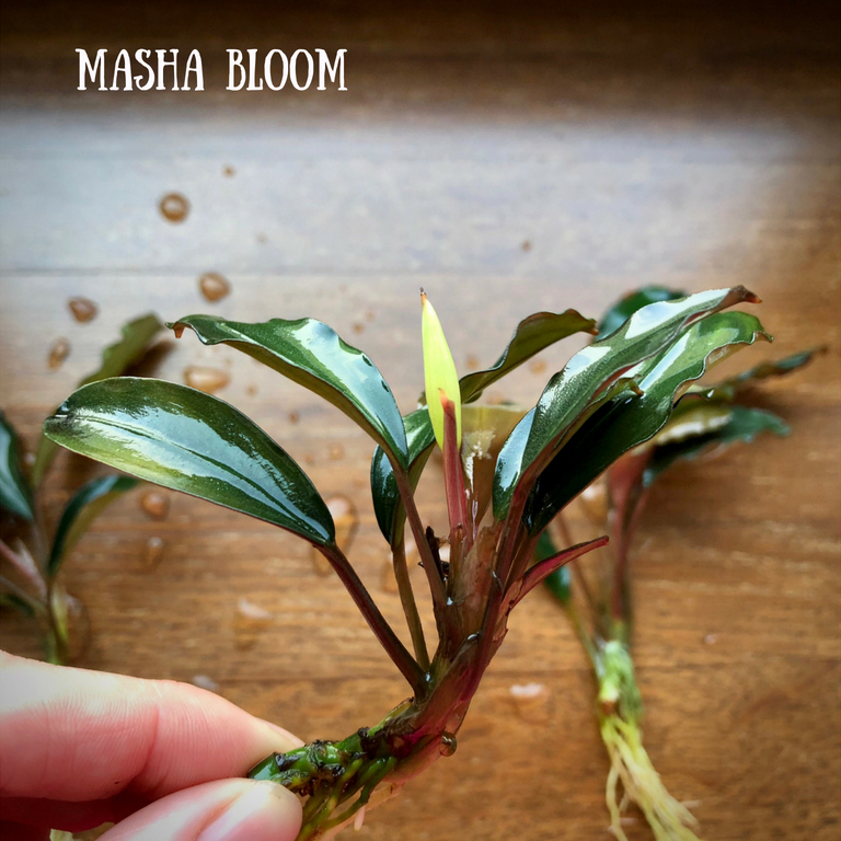 Bucephalandra sp. Variegata③ Буцефаландра 