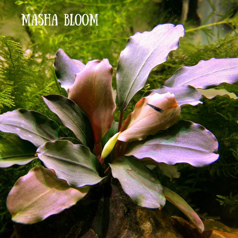 Bucephalandra sp. Variegata③ Buy Bucephalandra sp. Variegated · Plant Central - Trade, Buy or