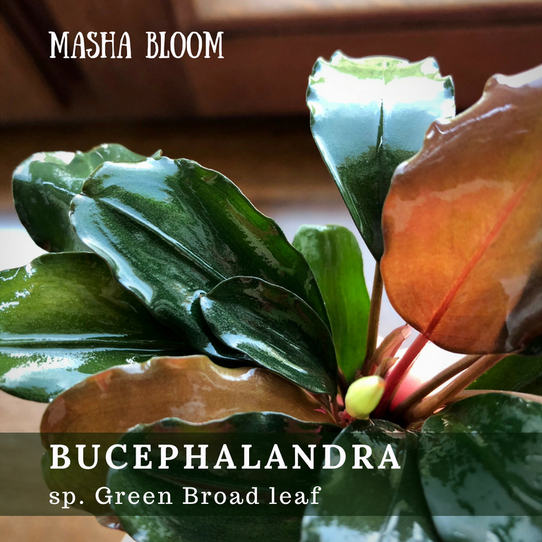 БУЦЕФАЛАНДРА ЗЕЛЕНАЯ ШИРОКОЛИСТНАЯ (Bucephalandra sp.Green Broad leaf)