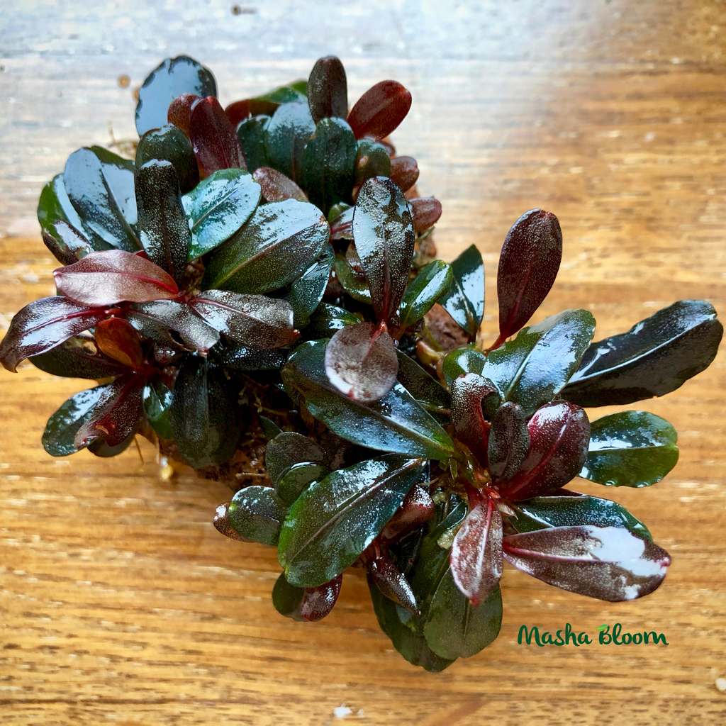 リ*ウ様 Bucephalandra sp. Malinau from kali リ*ウ様 Bucephalandra sp. Malinau from kali Bucephalandra Black