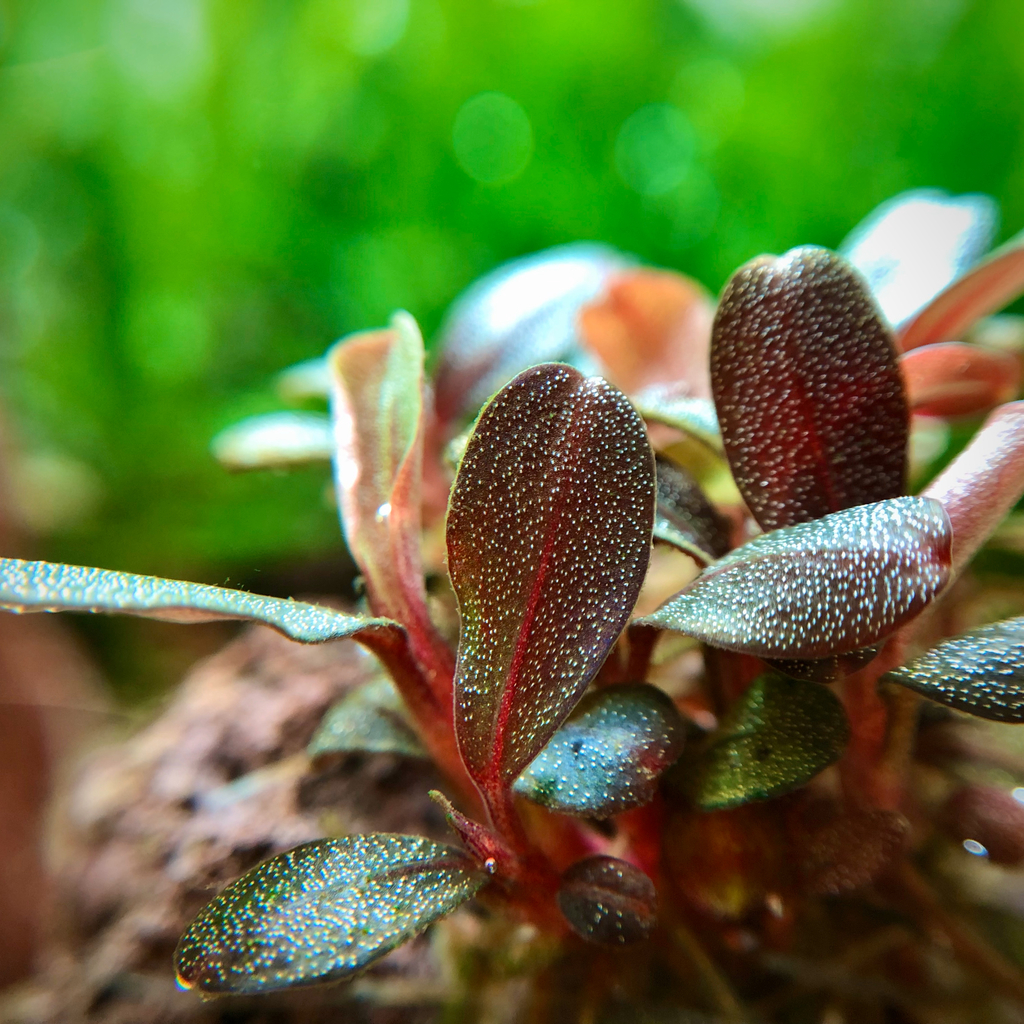 水草 Bucephalandra sp. Variegata 2 Clum 一点物 Bucephalandra sp. White Variegated 2020.10 No.61 | 水草