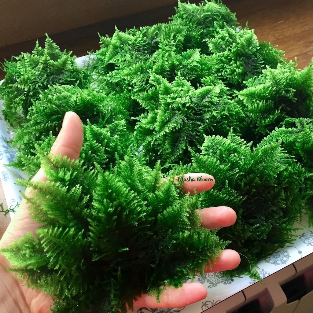 МОХ КРИСТМАС на лаве