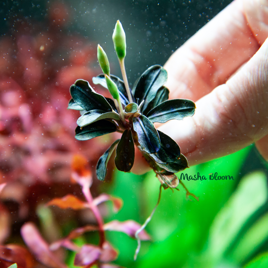 Bucephalandra sp.Red l 水の国 Yahoo!オークション - Bucephalandra sp.Under red ngabang 【水の国】