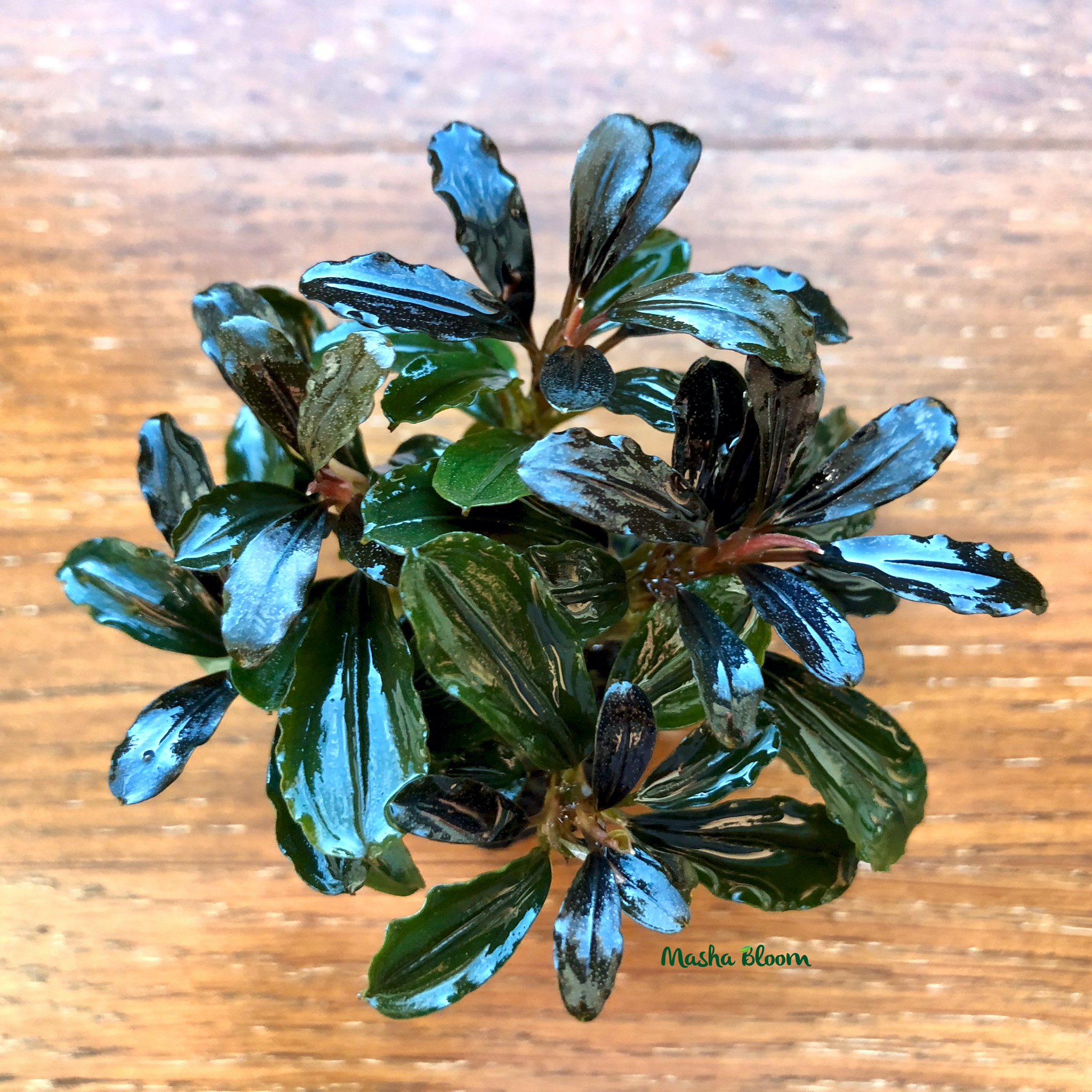 Bucephalandra sp.Red l 水の国 Буцефаландры > БУЦЕФАЛАНДРА РЕД МИНИ (Bucephalandra sp. «Red mini