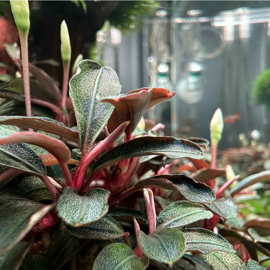 БУЦЕФАЛАНДРА РЕД МИНИ (Bucephalandra sp. «Red mini»)
